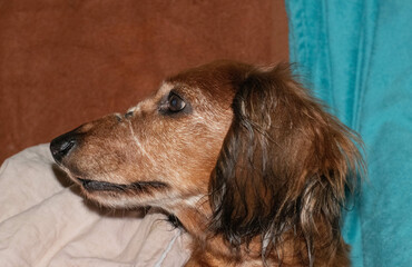 muzzle of a cute red dachshund close-up, the dachshund is resting