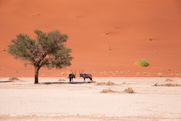 Fototapeta na wymiar A couple of oryxes standing in the shade of a lone tree near Deadvlei, Sossusvlei, Namibia