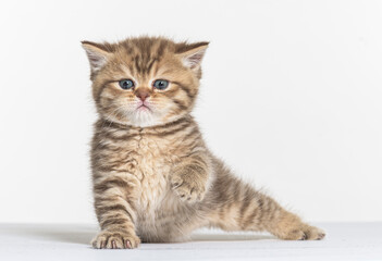 Obraz premium british longhair kitten on a white paper background