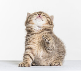 british longhair kitten on a white paper background