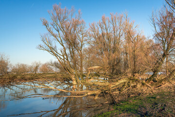 Bare and fallen trees in the flooded banks of a Dutch river. The photo was taken on a sunny day in the winter season.