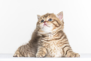 british longhair kitten on a white paper background