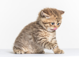 Obraz premium british longhair kitten on a white paper background