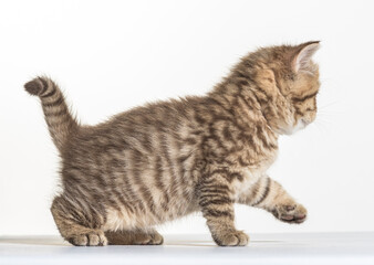 Obraz premium british longhair kitten on a white paper background