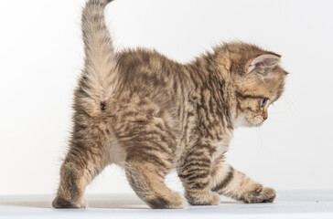 british longhair kitten on a white paper background - obrazy, fototapety, plakaty