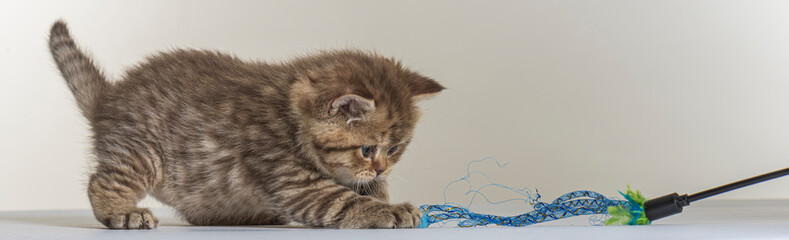 british longhair kitten on a white paper background