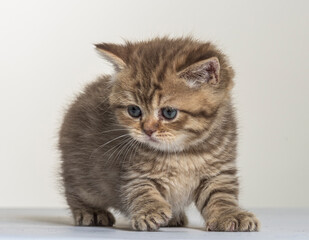 british longhair kitten on a white paper background