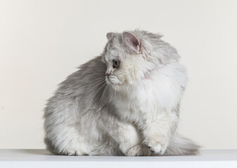 british longhair on a white paper background