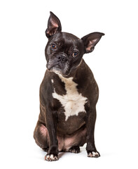 Black French bulldog sitting, isolated on white