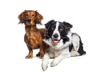 Two dogs together isolated on white