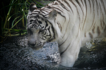 tigre albino