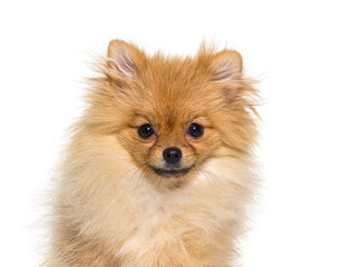 Obraz premium Pomeranian dog isolated on white