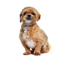 Shih tzu dog isolated on white