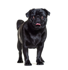 Pug in front, isolated on white