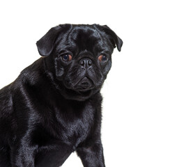 Pug in front, isolated on white