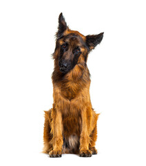 German sheperd dog isolated on white