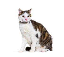 Obraz premium Mixed-breed cat dog isolated on white