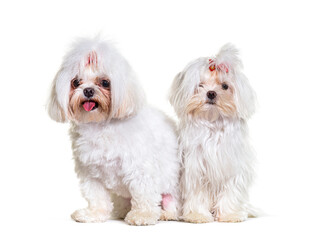 Two Maltese dogs sitting, isolated on white