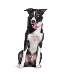 Border collie dog sitting, isolated on white