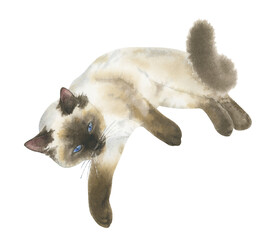 Watercolor lying Siamese cat on a white background