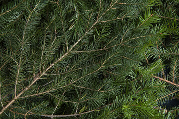 zoom on a pile of fir branches