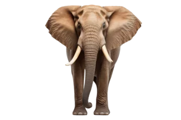 Foto op Canvas Impressive Elephant with Raised Trunk -on transparent background © noman