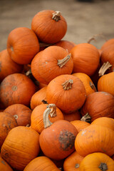 Lots of orange pumpkins in a market before the Halloween celebration