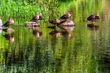 Rio Arnoia en el municipio de Allariz.