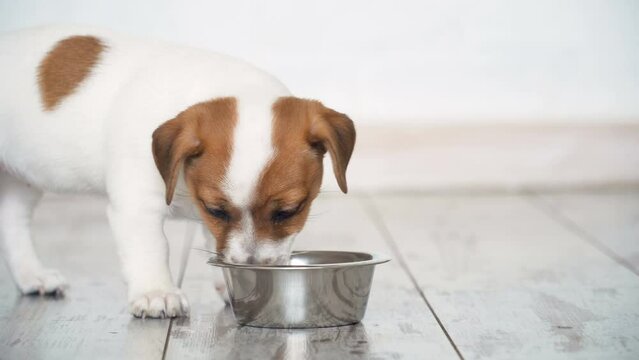 Little puppy eating food from bowl