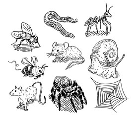 Insects and vermin vector illustration set