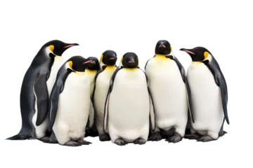 Fotobehang Penguin Cluster for Warmth -on transparent background © noman