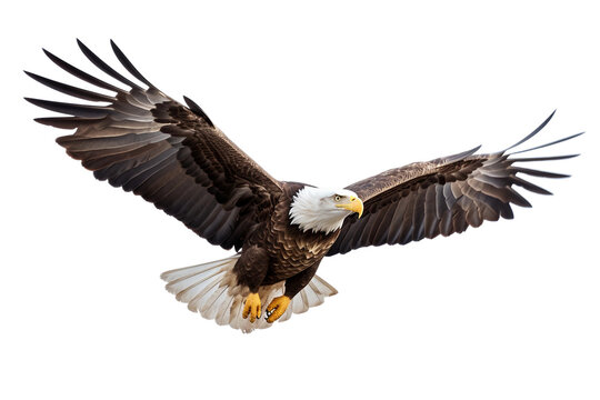 Eagle Soaring in the Sky -on transparent background