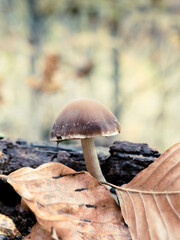 mushrooms in the woods