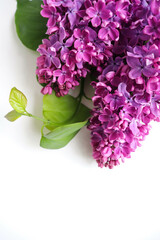 spring composition. bouquet of lilacs and space for text