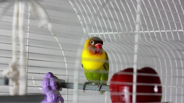 Yellow-cheeked nerosier parrot Agapornis a genus of birds in a family Psittaculidae in a white cage at home. A cute little bird is looking with interest. Parrot's playing, posing. Lovable pet indoors.