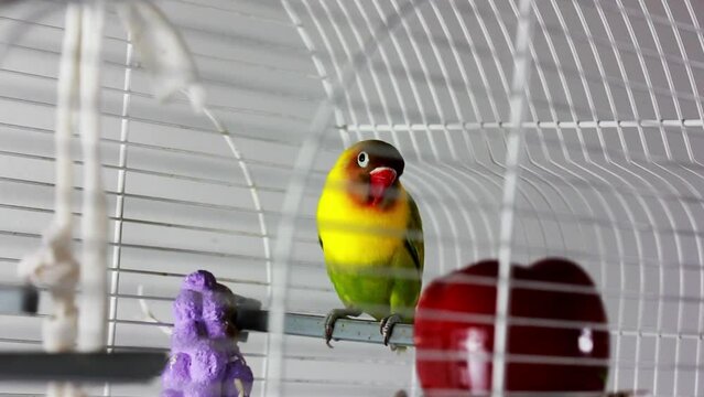 Yellow-cheeked nerosier parrot Agapornis a genus of birds in a family Psittaculidae in a white cage at home. A cute little bird is looking with interest. Parrot's playing, posing. Lovable pet indoors.