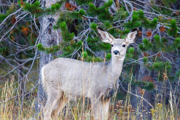 Mule deer (Odocoileus hemionus) doe standing  in Grand Teton National Park, WY