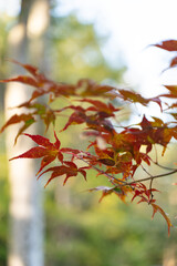 
Japan maple leaf viewing