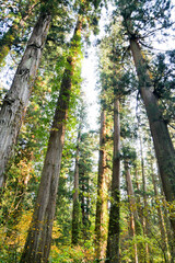 神社に続く参道