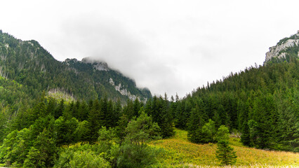 Fototapeta premium mountain view forest landscape Poland Zakopane