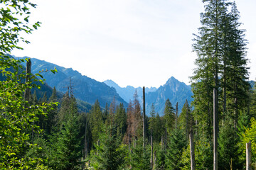 mountain view forest landscape Poland Zakopane