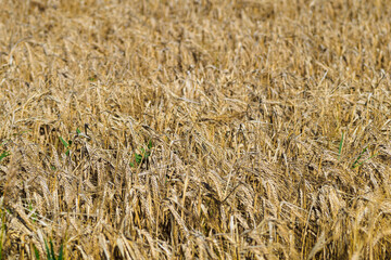 View of wheat field. Yellow ears of wheat. Background.