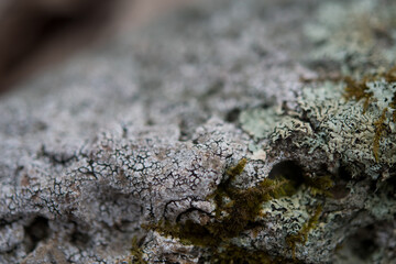 Close-up of cracked looking rock