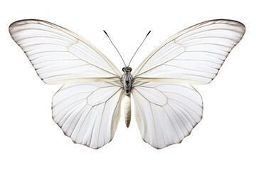 Fototapeta na wymiar Butterfly Mid-Flight: Delicate and Isolated -on transparent background