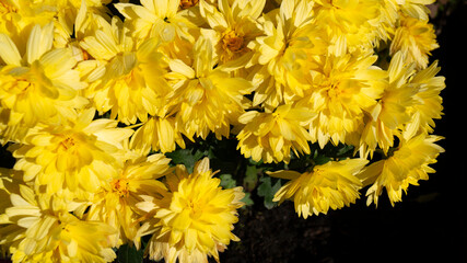bright yellow flowers in late autumn before the cold weather