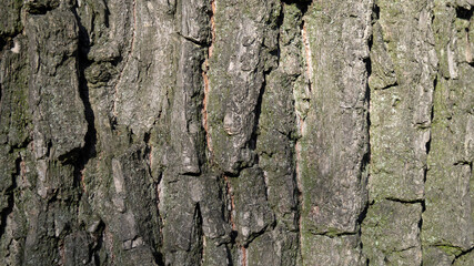 oak tree bark, tree trunk 