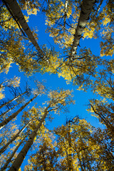 Fototapeta premium autumn leaves against the sky