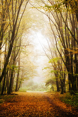 Autumn landscape. Foggy day background. Sand village road. Rainy day. Small village in Poland Europe. Wide wild nature alley. Fall season scenery. Walking in park.