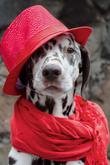 Dalmatian dog in a red hat and a scarf with tassels sits on the