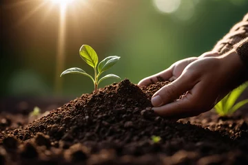 Poster Im Rahmen Nahaufnahme einer Hand, die eine Handvoll Erde hält, mit einer winzigen Pflanze, die aufwächst, und die das Wachstum und das Potenzial von Biomasse-Energiequellen repräsentiert. © Juergen Baur
